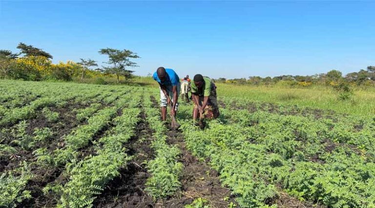 ICRISAT Expands Climate-Resilient Chickpea Production in Southern Africa Amid Rising Market Demand