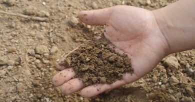India Pushes Balanced Fertiliser Use as Global Supply Concerns Drive Up Costs India Pushes Balanced Fertiliser Use as Global Supply Concerns Drive Up Costs