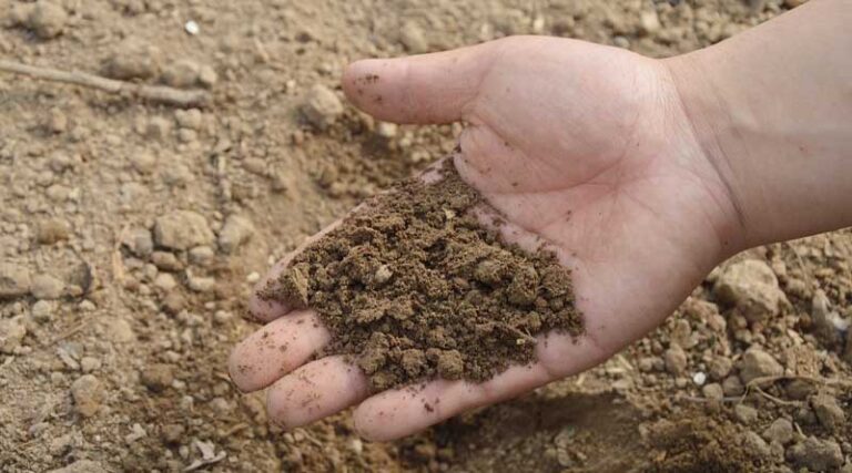 India Pushes Balanced Fertiliser Use as Global Supply Concerns Drive Up Costs