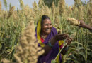 Why Agri-Input Dealers Matter More Than Ever in an Era of Agricultural Uncertainty
