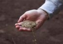 A Market In Transition: Our Spring Grass-seed Market Update