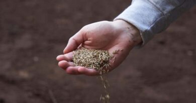 A Market In Transition: Our Spring Grass-seed Market Update A Market In Transition: Our Spring Grass-seed Market Update
