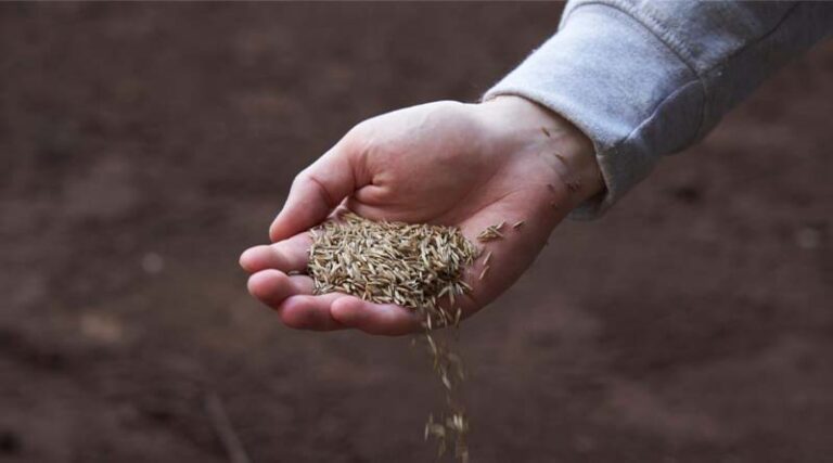 A Market In Transition: Our Spring Grass-seed Market Update