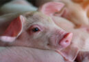 Full label registration of Novonesis’ HiPhorius™ phytase enables wider use for feed producers in the EU