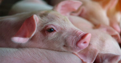 Full label registration of Novonesis’ HiPhorius™ phytase enables wider use for feed producers in the EU