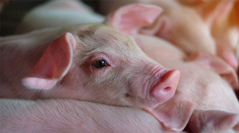 Full label registration of Novonesis’ HiPhorius™ phytase enables wider use for feed producers in the EU