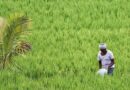 5% Rainfall Variation Linked to 810 Farmer Suicides Annually Across Five Indian States: 2023 IIED Study