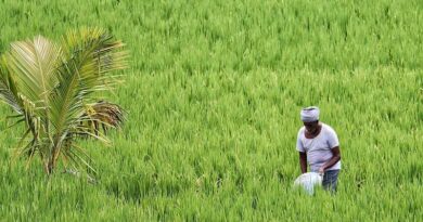 5% Rainfall Variation Linked to 810 Farmer Suicides Annually Across Five Indian States: 2023 IIED Study 5% Rainfall Variation Linked to 810 Farmer Suicides Annually Across Five Indian States: 2023 IIED Study