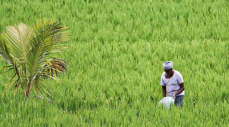 5% Rainfall Variation Linked to 810 Farmer Suicides Annually Across Five Indian States: 2023 IIED Study