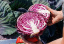 Colour, Shape, And Inspiration: Cabbage Reinvented