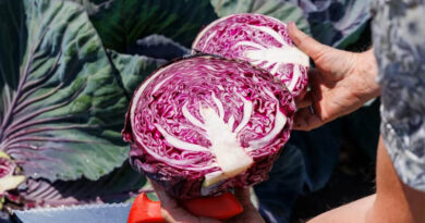 Colour, Shape, And Inspiration: Cabbage Reinvented Colour, Shape, And Inspiration: Cabbage Reinvented