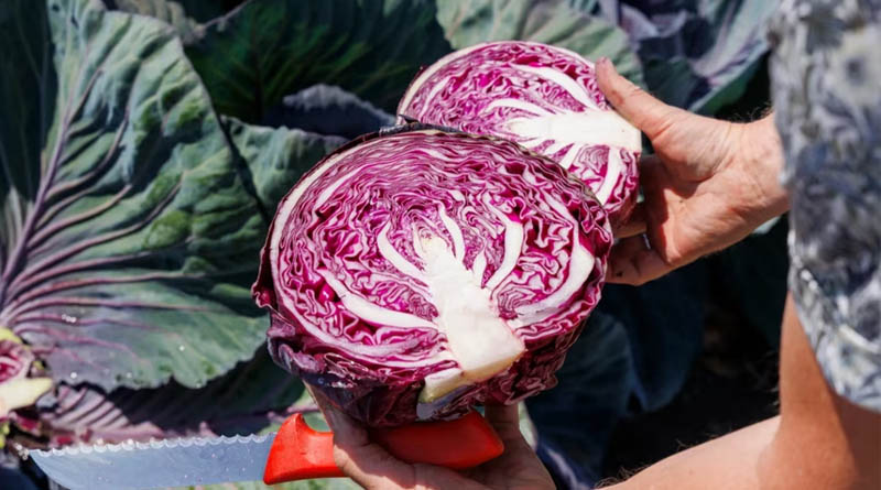 Colour, Shape, And Inspiration: Cabbage Reinvented