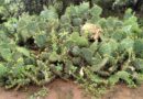 Community-led Management Of Invasive Cactus In Kenya’s Rangelands