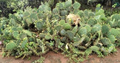 Community-led Management Of Invasive Cactus In Kenya’s Rangelands