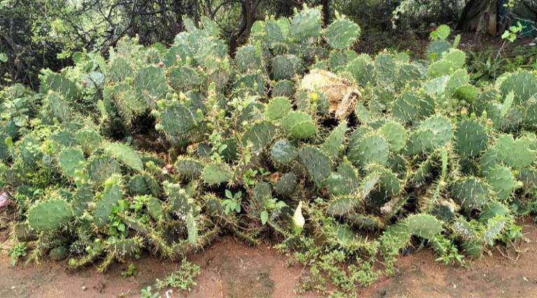 Community-led Management Of Invasive Cactus In Kenya’s Rangelands