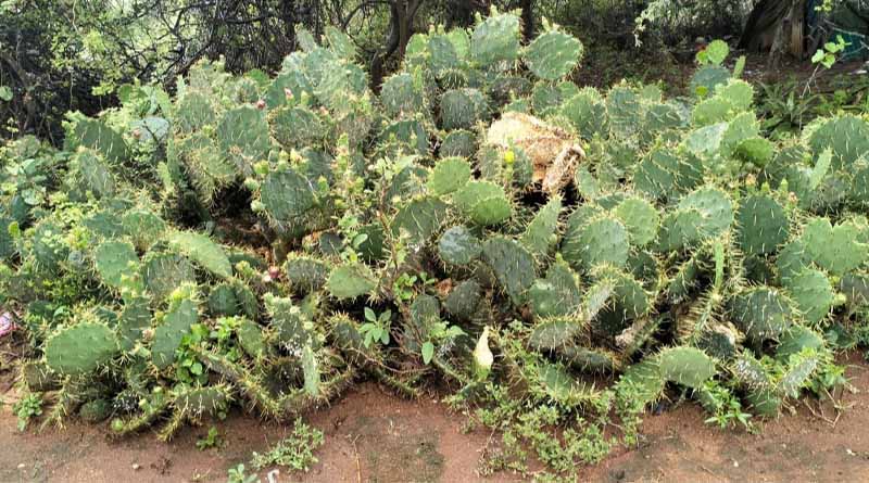 Community-led Management Of Invasive Cactus In Kenya’s Rangelands