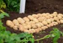 The Changing World Of Potatoes – A Webinar To Mark International Day Of Potato