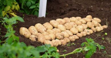 The Changing World Of Potatoes – A Webinar To Mark International Day Of Potato The Changing World Of Potatoes – A Webinar To Mark International Day Of Potato