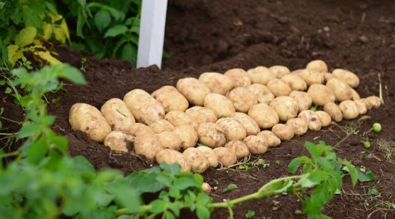 The Changing World Of Potatoes – A Webinar To Mark International Day Of Potato