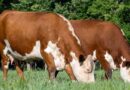 Cattle Chat: Risk Management Strategies To Consider For Your Herd