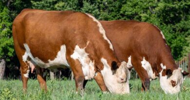 Cattle Chat: Risk Management Strategies To Consider For Your Herd Cattle Chat: Risk Management Strategies To Consider For Your Herd
