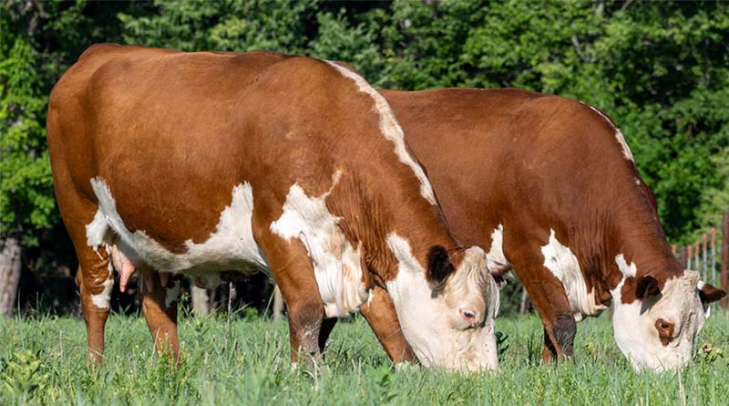 Cattle Chat: Risk Management Strategies To Consider For Your Herd