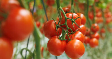 Using Data And Genetics To Build Strong Greenhouse Business Cases Using Data And Genetics To Build Strong Greenhouse Business Cases