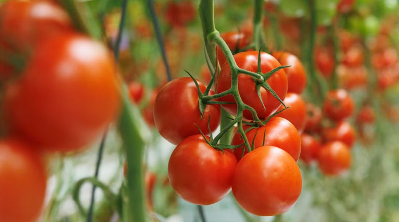 Using Data And Genetics To Build Strong Greenhouse Business Cases