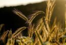 National Conference on Agriculture for Kharif Campaign 2026 to be held at NASC Complex, New Delhi on 28th –29th May 2026