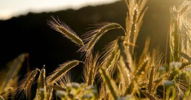 National Conference on Agriculture for Kharif Campaign 2026 to be held at NASC Complex, New Delhi on 28th –29th May 2026