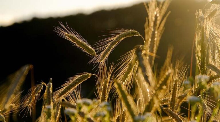 National Conference on Agriculture for Kharif Campaign 2026 to be held at NASC Complex, New Delhi on 28th –29th May 2026
