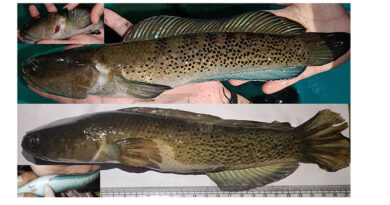 From Hill Streams to Hatcheries: ICAR-CIFRI Achieves India’s First Breakthrough in Captive Breeding of Channa stewartii From Hill Streams to Hatcheries: ICAR-CIFRI Achieves India’s First Breakthrough in Captive Breeding of Channa stewartii