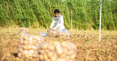 Madhya Pradesh Emerging as India’s Next Strategic Hub for French Fry Potatoes Madhya Pradesh Emerging as India’s Next Strategic Hub for French Fry Potatoes