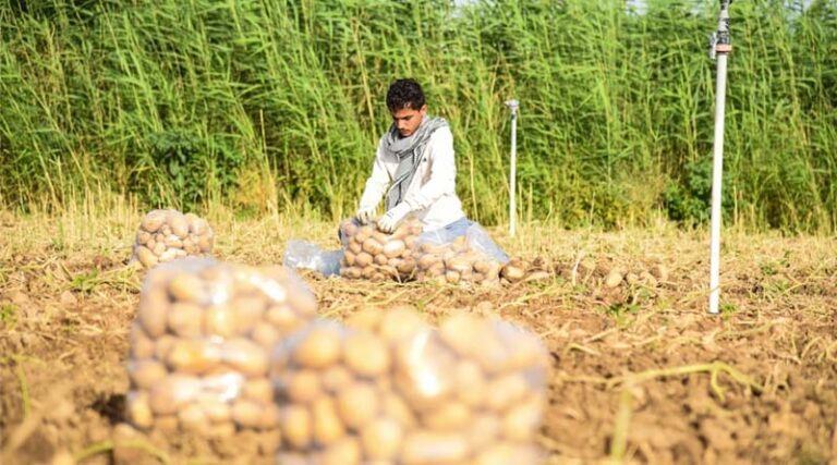 Madhya Pradesh Emerging as India’s Next Strategic Hub for French Fry Potatoes