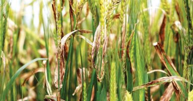 Research Impacts Estimated For Barley Net Blotch Disease Research Impacts Estimated For Barley Net Blotch Disease