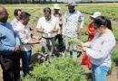 Plant Health for Food Security: ICRISAT’s Integrated Approach to Grain Legume Disease Management