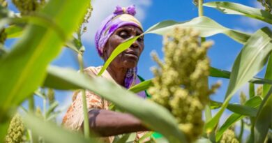 Crops Can Grow With Less Fertilizer Without Losing Yield: ICRISAT Crops Can Grow With Less Fertilizer Without Losing Yield: ICRISAT