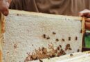 Baksa Honey Export to USA Brings 43% Higher Realisation for Assam Farmers