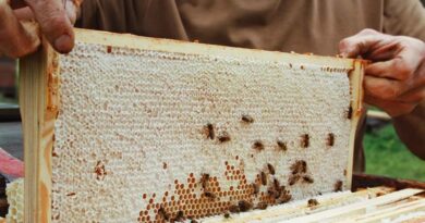 Baksa Honey Export to USA Brings 43% Higher Realisation for Assam Farmers Baksa Honey Export to USA Brings 43% Higher Realisation for Assam Farmers