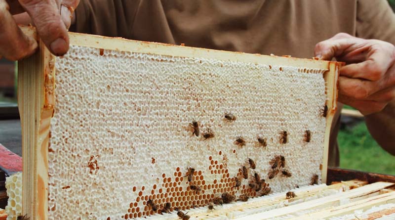 Baksa Honey Export to USA Brings 43% Higher Realisation for Assam Farmers
