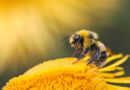 World Bee Day 2026: Why Bees Matter for Global Food Security and Biodiversity