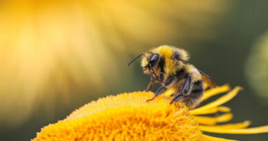 World Bee Day 2026: Why Bees Matter for Global Food Security and Biodiversity World Bee Day 2026: Why Bees Matter for Global Food Security and Biodiversity