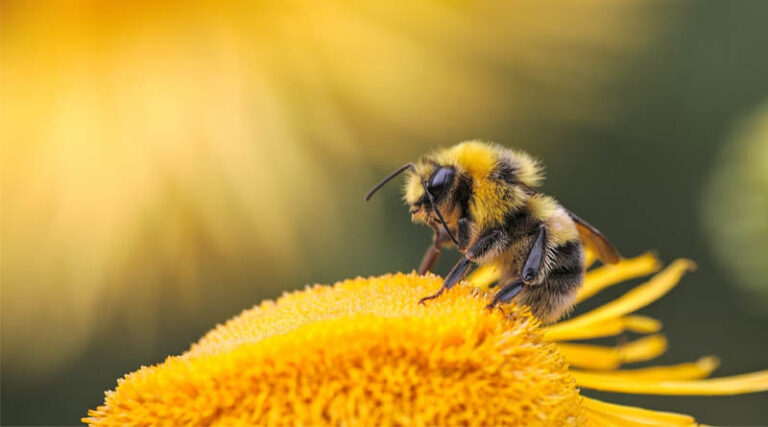 World Bee Day 2026: Why Bees Matter for Global Food Security and Biodiversity