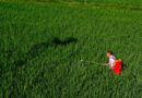 China’s Fertilizer Trade Sees Strong Export Growth in Jan–April 2026, Potash Imports Remain Critical