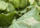 Simon's Seasonal Insights - Downy Mildew Challenge After Good Start To Leafy Salad Season