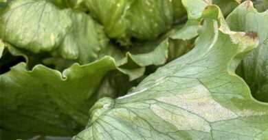 Simon's Seasonal Insights - Downy Mildew Challenge After Good Start To Leafy Salad Season