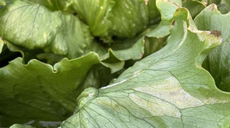 Simon's Seasonal Insights - Downy Mildew Challenge After Good Start To Leafy Salad Season