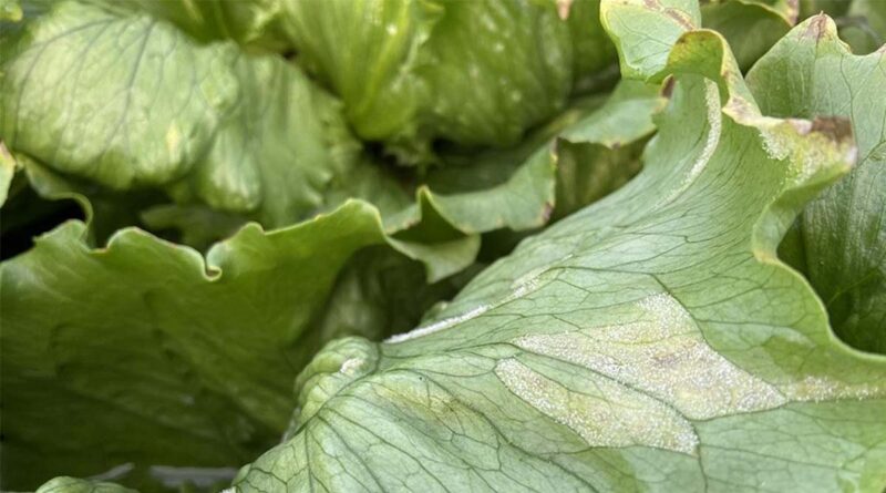 Simon's Seasonal Insights - Downy Mildew Challenge After Good Start To Leafy Salad Season
