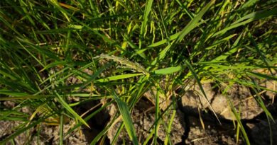 Global Research Network Puts Rice Roots At The Center Of Climate Resilience