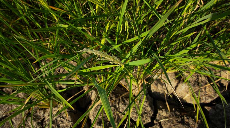 Global Research Network Puts Rice Roots At The Center Of Climate Resilience